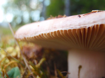 Close-up of mushroom growing outdoors