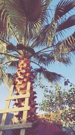 Low angle view of palm trees