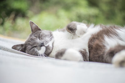 Close-up portrait of cat