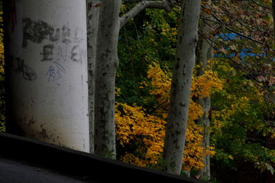 Trees in forest during autumn