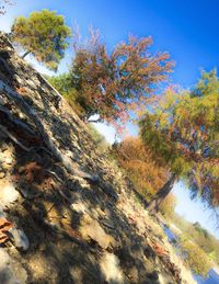 Low angle view of trees against clear blue sky