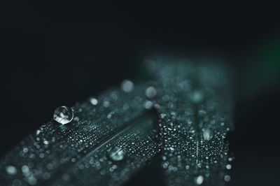 Close-up of raindrops on black background