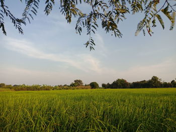Scenic view of agricultural field against sky