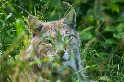 Close-up of a cat on field