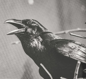 Close-up of bird perching