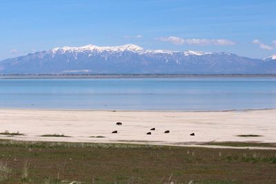 Flock of birds flying over sea against mountains