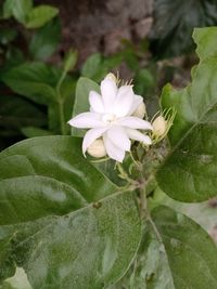 Close-up of white flowering plant