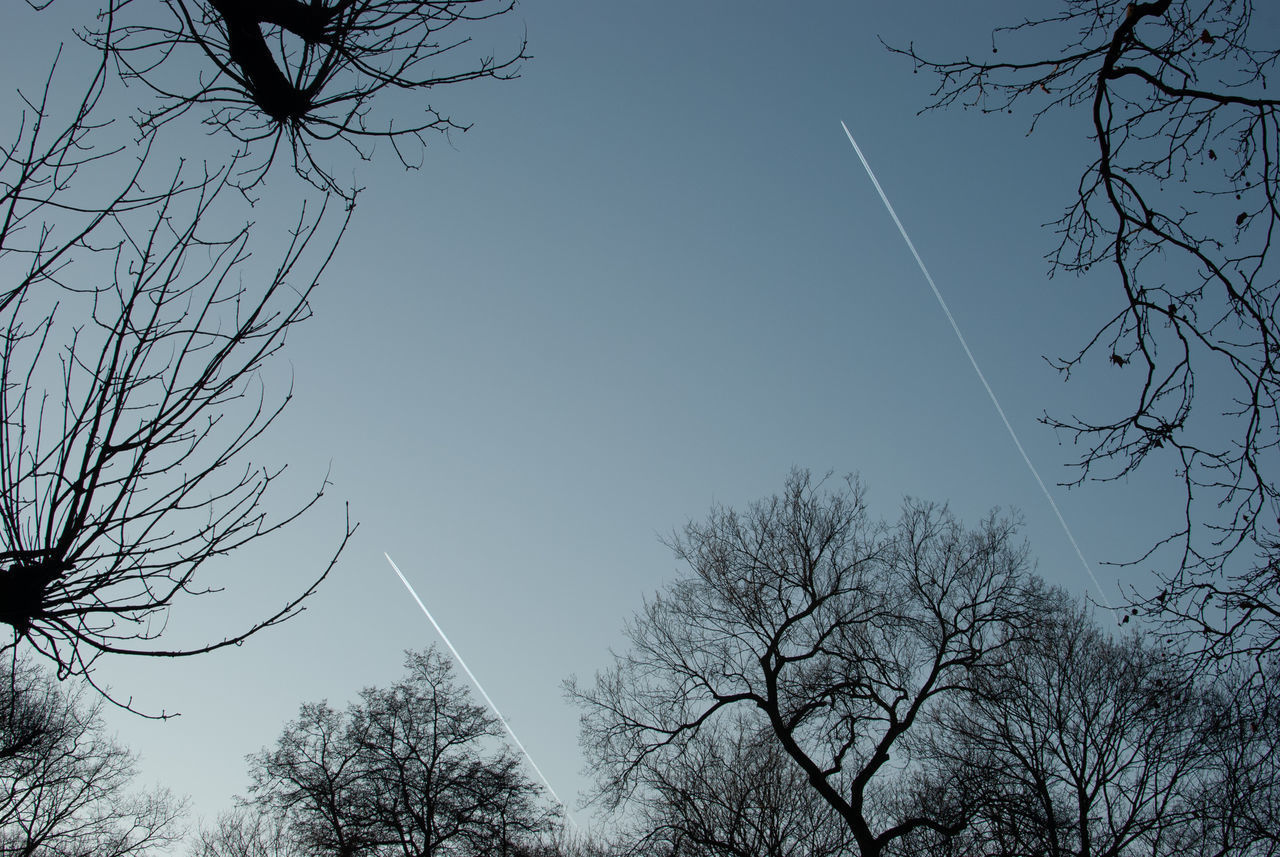 LOW ANGLE VIEW OF BARE TREE AGAINST SKY