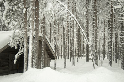 Snow covered land and trees in forest