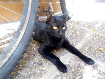 High angle portrait of black cat