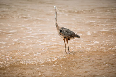 View of a bird on beach