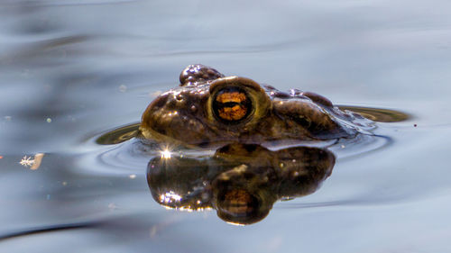 Close-up of frog swimming in lake