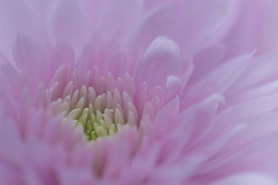 Close-up of pink flower blooming outdoors