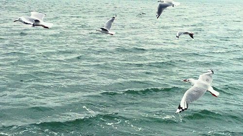 Seagull flying over water