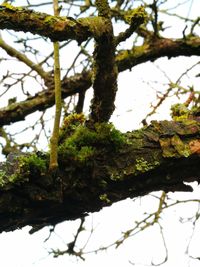 Low angle view of tree against clear sky