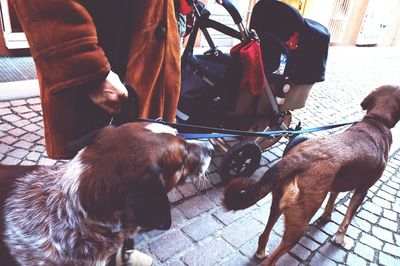 Dog looking at camera