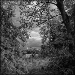 View of trees against sky