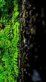 Close-up of moss growing on tree trunk