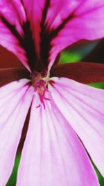 Close-up of pink flower