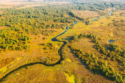 Aerial view of trees growing in forest