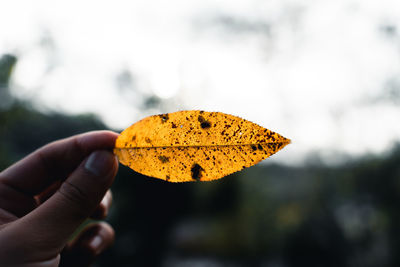 Close-up of hand holding autumn leaves