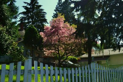 Flower trees against sky