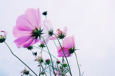 Close-up of pink cosmos flowers against clear sky
