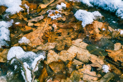 High angle view of wet leaves during winter