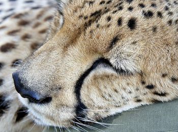 Close-up of cheetah sleeping