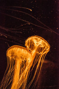 Close-up of jellyfish swimming against black background