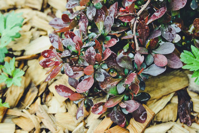 Close-up of dry leaves