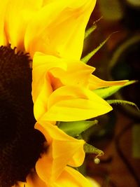 Macro shot of yellow rose