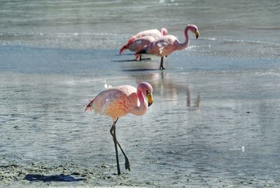 View of birds drinking water from beach