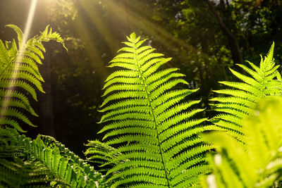 Close-up of fern leaves