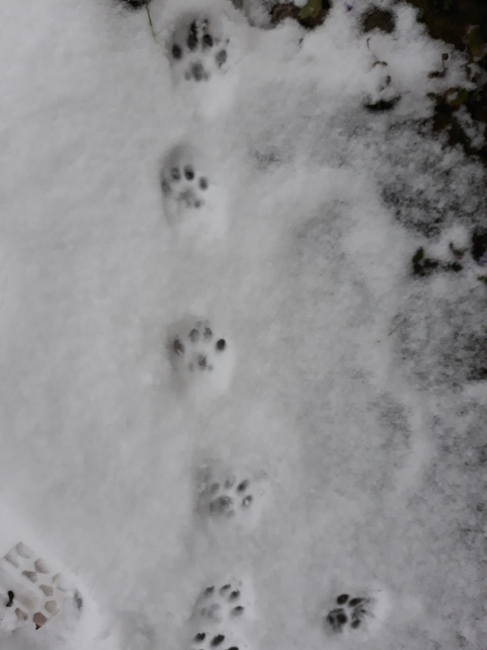 CLOSE-UP OF SNOW COVERED FIELD