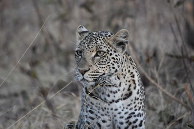 Leopard  face close up 