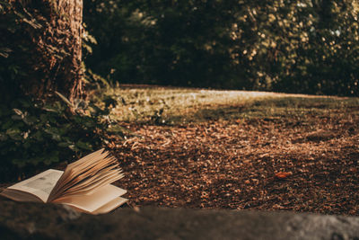 Tilt image of open book against trees in forest