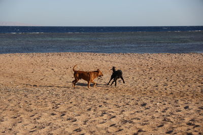 Horses on the beach