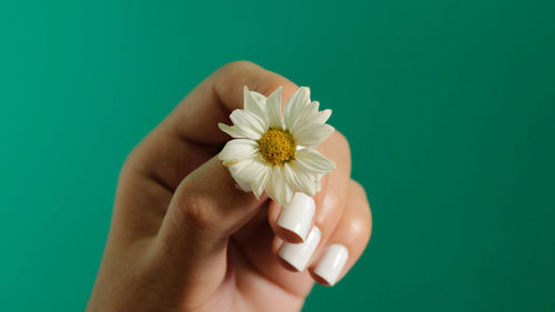 Close-up of hand holding flower over white background