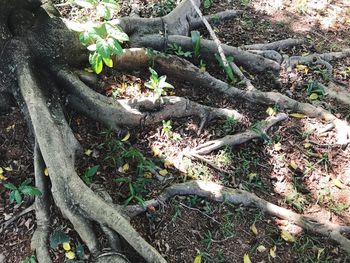 High angle view of tree roots on field