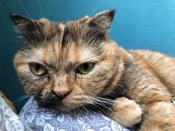 Close-up portrait of a cat