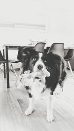 Portrait of dog looking away while sitting on floor at home