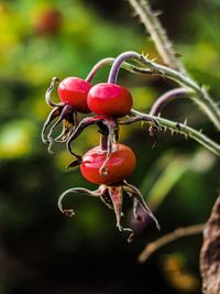 Close-up of red berries growing on tree