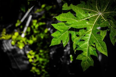 Close-up of green leaves