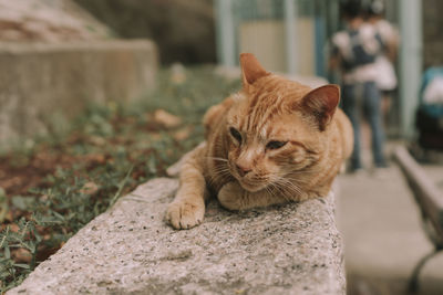 Cat lying on rock