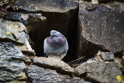 Close-up of bird perching on rock