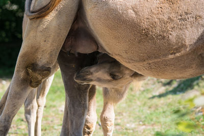 Junges trampeltier - suche nach der muttermilch