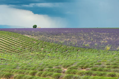 Scenic view of agricultural field against sky