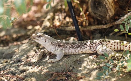 Close-up of lizard on field