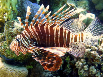 Close-up of coral in sea
